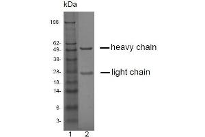SDS-PAGE analysis of purified LT-3D2 monoclonal antibody. (Prostate Specific Antigen 抗体)