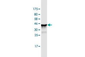 Western Blot detection against Immunogen (36. (CANT1 抗体  (AA 302-401))