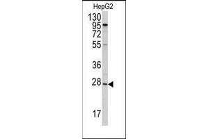 Western blot analysis of anti-APOA1 Antibody (N-term) in HepG2 cell line lysates (35ug/lane). (APOA1 抗体  (N-Term))