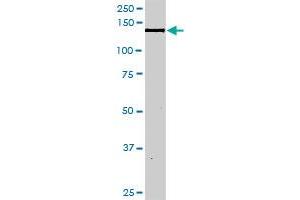 NID1 MaxPab rabbit polyclonal antibody. (Nidogen 1 抗体  (AA 1-1114))