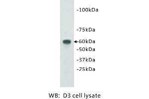 Image no. 1 for anti-Transmembrane Protein 132E (TMEM132E) antibody (ABIN1112940) (TMEM132E 抗体)