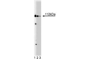 Western blot analysis of Exportin-1 on WI-38 lysate. (XPO1 抗体  (AA 2-122))
