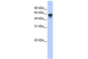 Image no. 1 for anti-Family with Sequence Similarity 82, Member A2 (FAM82A2) (AA 395-444) antibody (ABIN6743451) (RMDN3 抗体  (AA 395-444))