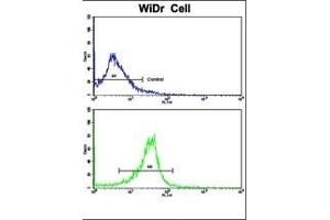 Flow cytometric analysis of widr cells using PRELP Antibody (C-term)(bottom histogram) compared to a negative control cell (top histogram). (PRELP 抗体  (C-Term))