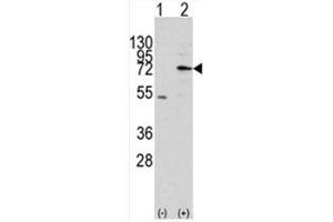 Image no. 1 for anti-Mitochondrial Intermediate Peptidase (MIPEP) (N-Term) antibody (ABIN356962) (MIPEP 抗体  (N-Term))