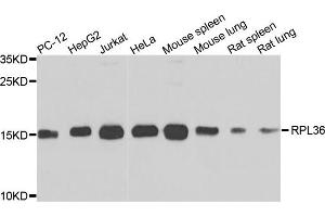 Western blot analysis of extracts of various cells, using RPL36 antibody. (RPL36 抗体)