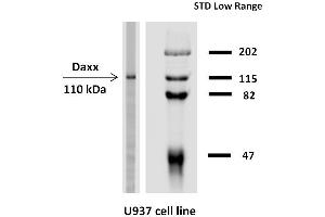Western blotting analysis of Daxx expression in  human U937 cell line with anti-Daxx (DAXX-03) purified. (DAXX 抗体  (AA 580-740))