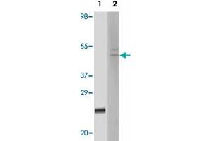 Western blot analysis using FBLN5 monoclonal antibody, clone 3F10A5  against truncated FBLN5 recombinant protein (1) and HeLa cell lysate (2) . (Fibulin 5 抗体)
