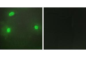 Peptide - +Immunofluorescence analysis of HeLa cells, using FEN1 antibody. (FEN1 抗体)