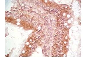 Rat intestin tissue was stained by Rabbit Anti-Motilin Prepro (50-70) (Human) Serum (Motilin 抗体  (Preproprotein))