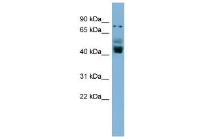 WB Suggested Anti-ZNF620 Antibody Titration:  0. (ZNF620 抗体  (N-Term))