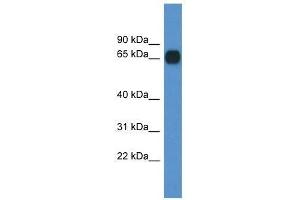 Western Blot showing Cpne6 antibody used at a concentration of 1. (CPNE6 抗体  (C-Term))