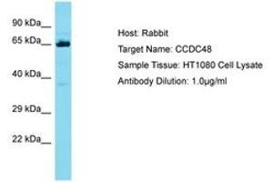 Image no. 1 for anti-Coiled-Coil Domain Containing 48 (CCDC48) (AA 319-368) antibody (ABIN6750680) (EFCC1 抗体  (AA 319-368))