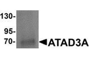Western blot analysis of ATAD3A in Daudi cell lysate with ATAD3A antibody at 1 μg/ml (ATAD3A 抗体  (N-Term))