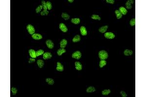 Immunofluorescence (IF) image for anti-Tripartite Motif Containing 28 (TRIM28) (AA 1-50) antibody (ABIN7448920)