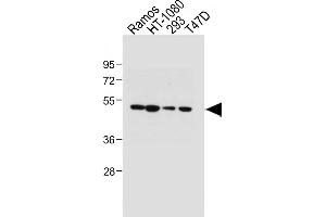 Western Blotting (WB) image for anti-Prostaglandin E Receptor 3 (Subtype EP3) (PTGER3) (AA 17-46), (N-Term) antibody (ABIN653076)
