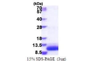 SDS-PAGE (SDS) image for G Protein gamma Transducing Activity Polypeptide 1 (GNGT1) (AA 1-71) protein (His tag) (ABIN5853881) (GNGT1 Protein (AA 1-71) (His tag))