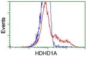 HEK293T cells transfected with either RC204419 overexpress plasmid (Red) or empty vector control plasmid (Blue) were immunostained by anti-HDHD1A antibody (ABIN2454377), and then analyzed by flow cytometry. (HDHD1 抗体)