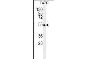 TRAF2/M antibody (ABIN659110 and ABIN2843756) western blot analysis in T47D cell line lysates (35 μg/lane). (TRAF2 抗体)