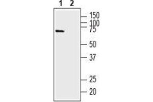 Western Blotting (WB) image for anti-Solute Carrier Family 9 (Sodium/hydrogen Exchanger), Member 6 (SLC9A6) (AA 515-528), (Intracellular) antibody (ABIN7043760)