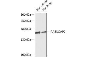 Western blot analysis of extracts of various cell lines, using RG antibody (ABIN7269806) at 1:1000 dilution. (RAB3GAP2 抗体  (AA 1-200))