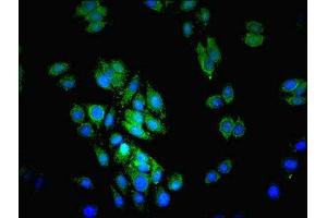 Immunofluorescent analysis of HepG2 cells using ABIN7158764 at dilution of 1:100 and Alexa Fluor 489-congugated AffiniPure Goat Anti-Rabbit IgG(H+L) (Lipase A 抗体  (AA 22-399))