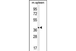 Western blot analysis in mouse spleen tissue lysates (35ug/lane). (LHFPL5 抗体  (C-Term))