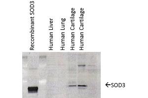 Western Blot analysis of Human cartilage lysates showing detection of SOD3 protein using Mouse Anti-SOD3 Monoclonal Antibody, Clone 4GG11G6 (ABIN361741 and ABIN361742). (SOD3 抗体)
