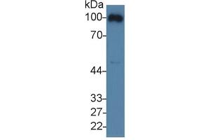 Rabbit Detection antibody from the kit in WB with Positive Control: Mouse blood cells lysate. (CD31 ELISA 试剂盒)