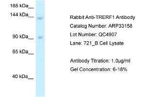 WB Suggested Anti-TRERF1 Antibody   Titration: 1. (TRERF1 抗体  (C-Term))