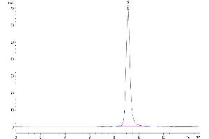 The purity of Biotinylated Human LILRB4 is greater than 95 % as determined by SEC-HPLC.