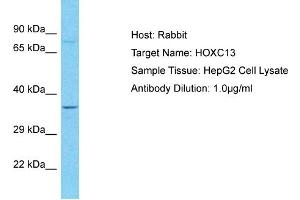 Host: Rabbit Target Name: HOXC13 Sample Type: HepG2 Whole Cell lysates Antibody Dilution: 1. (HOXC13 抗体  (Middle Region))