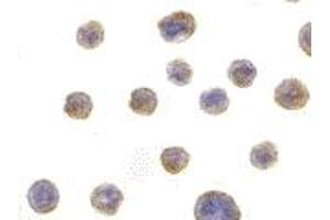 Immunohistochemistry (IHC) image for anti-BIF (C-Term) antibody (ABIN1030297) (BIF (C-Term) 抗体)