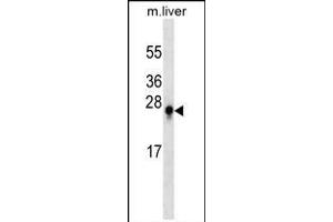 S100B Antibody (ABIN659188 and ABIN2843790) western blot analysis in mouse liver tissue lysates (35 μg/lane). (S100B 抗体)