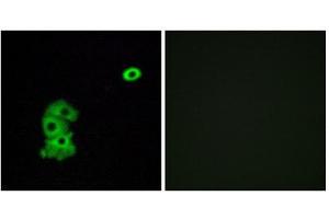 Immunofluorescence (IF) image for anti-Olfactory Receptor, Family 4, Subfamily C, Member 6 (OR4C6) (Internal Region) antibody (ABIN1853236) (OR4C6 抗体  (Internal Region))
