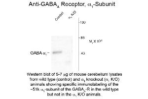 Western Blot of Anti-GABA(A) Receptor alpha 1 (Rabbit) Antibody - 600-401-D42 Western Blot of Anti-GABA(A) Receptor alpha 1 (Rabbit) Antibody.