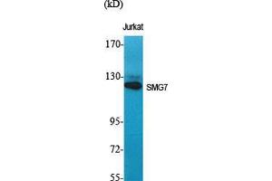 Western Blot (WB) analysis of specific cells using SMG7 Polyclonal Antibody. (SMG7 抗体  (Internal Region))