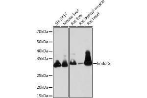 Western blot analysis of extracts of various cell lines, using Endo G Rabbit mAb (ABIN7266940) at 1:1000 dilution. (Endonuclease G 抗体)