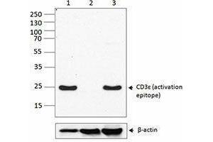 Western Blotting (WB) image for anti-CD3 epsilon (CD3E) antibody (ABIN2664656) (CD3 epsilon 抗体)