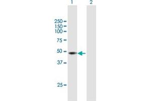 Western Blot analysis of PNKD expression in transfected 293T cell line by PNKD MaxPab polyclonal antibody.