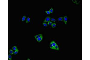 Immunofluorescent analysis of HepG2 cells using ABIN7153965 at dilution of 1:100 and Alexa Fluor 488-congugated AffiniPure Goat Anti-Rabbit IgG(H+L) (GRIA4 抗体  (AA 733-883))