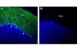 Expression of RGMA in mouse cerebellum:Immunohistochemical staining of perfusion-fixed frozen mouse brain sections with Anti-RGMA (extracellular) Antibody (ABIN7581951), (1:300), followed by goat anti-rabbit-AlexaFluor-488. (RGMA 抗体  (Extracellular))