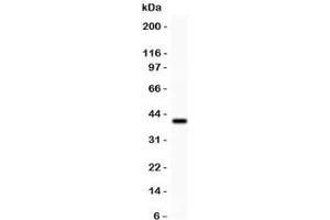 Western blot testing of GAD67 antibody and recombinant human protein (0. (GAD 抗体  (AA 14-122))