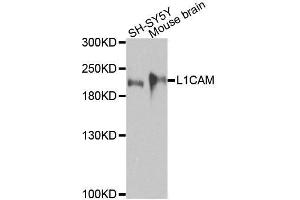Western blot analysis of extracts of various cell lines, using L1CAM antibody. (L1CAM 抗体  (AA 1143-1257))