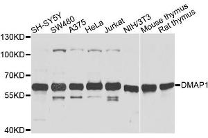 Western blot analysis of extracts of various cell lines, using DMAP1 antibody (ABIN6003515) at 1/1000 dilution. (DMAP1 抗体)