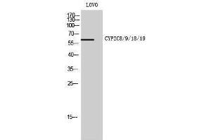 Western Blotting (WB) image for anti-Cytochrome P450, Family 2, Subfamily C, Polypeptide 8/9/18/19 (CYP2C8/9/18/19) (Internal Region) antibody (ABIN3184180) (CYP2C8/9/18/19 抗体  (Internal Region))
