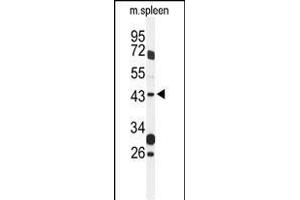 Western blot analysis of GP Antibody (Center) (ABIN1537967 and ABIN2849320) in mouse spleen tissue lysates (35 μg/lane). (GPR157 抗体  (AA 178-207))