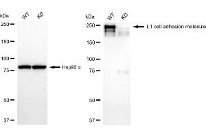 anti-L1 Cell Adhesion Molecule (L1CAM) antibody