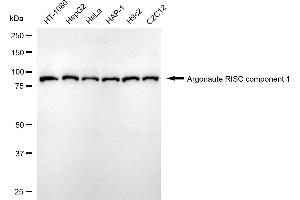 Western blotting analysis using argonaute RISC component 1 antibody (ABIN7798516).