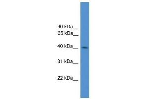 KLHDC3 antibody used at 0. (KLHDC3 抗体  (N-Term))